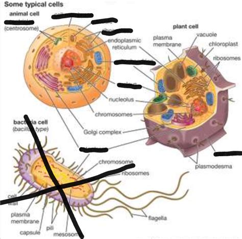 Cell Organelles And Functions Diagram Quizlet