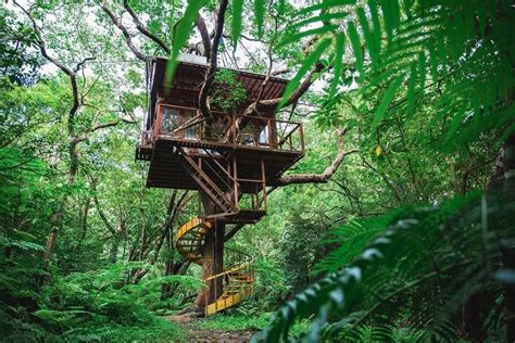 Treeful Treehouse In Okinawa Lets You Glamp In The Trees