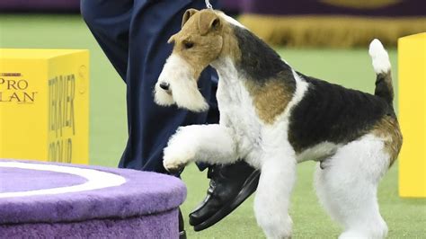 Westminster Dog Show 2019 Breed Results Winners Fox Terrier Wins