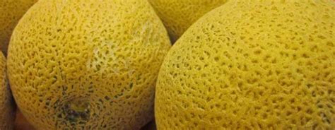 Melon