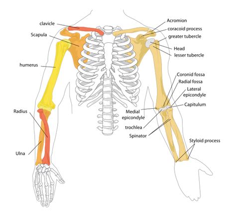 ملفhuman Arm Bones Diagramsvg المعرفة