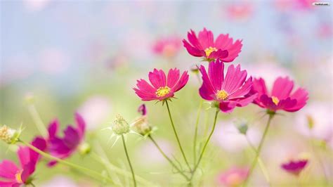 Pretty Flowers Backgrounds Wallpaper Cave