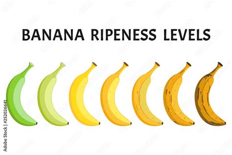 Banana Ripeness Levels Vector Set Isolated On White Background Stock