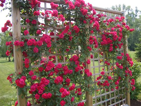 Maybe you would like to learn more about one of these? Climbing Roses Prettily Grown On Rose Trellis : Beautiful ...