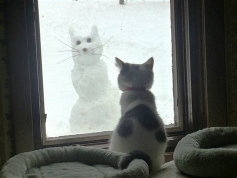 Snow Cat 2