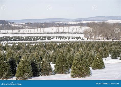 Snow Covered Christmas Trees At Local Tree Farm Stock Photo Image Of