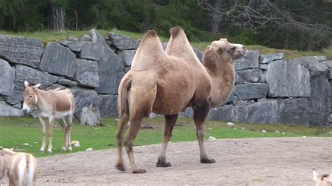 Double Humped Bactrian Camels With Calves YouTube