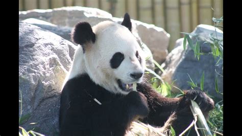 Giant Pandas At The Toronto Zoo Photographed By Wendy Relf Youtube