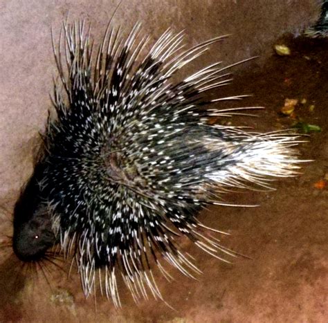 Filehystrix Indica Indian Crested Porcupine At Ig Zoological Park