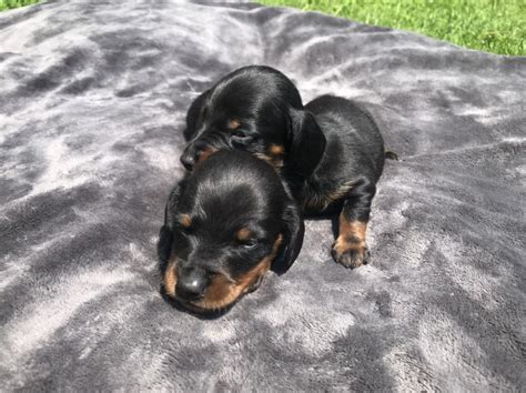 Buy and sell almost anything on gumtree classifieds. Dachshund puppy dog for sale in granby, Connecticut