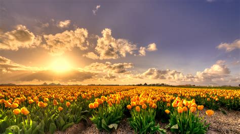 Check spelling or type a new query. Yellow Tulip Flowers Field At Sunset Holland Rich Pure ...
