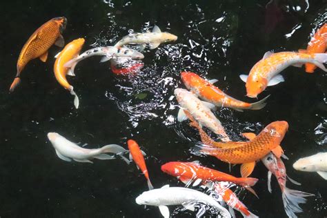 Koi Fish Swimming In A Pond Photo Credit To Lycheeart 3984 X 2656