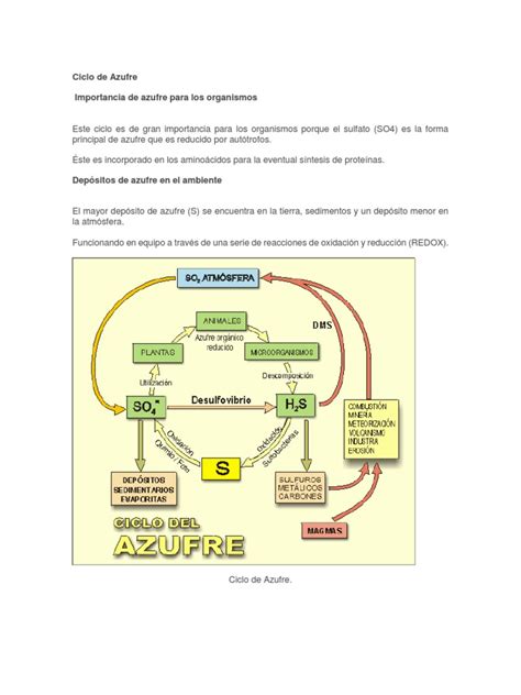 Ciclo Del Azufre Pdf Azufre Suelo