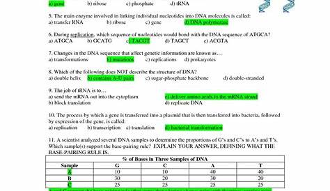 protein synthesis transcription and translation worksheet