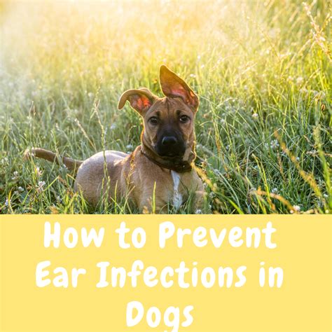 How To Prevent Ear Infections In Dogs Vetnique Sandbox