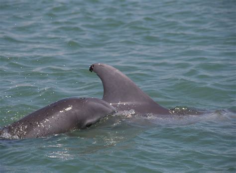 F207 Sarasota Dolphin Research Program