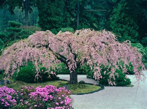 These Are My Favorite Trees I Really Want One Japanese Garden