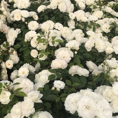 White Veranda Star Roses And Plants