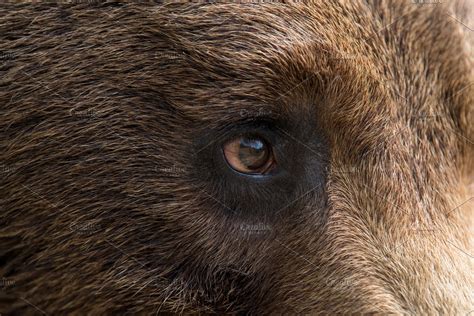 Bear Eye High Quality Animal Stock Photos ~ Creative Market