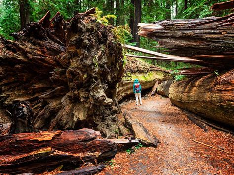 Facts About Redwood National Park