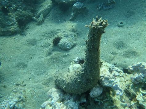 How Do Sea Cucumbers Reproduce Explained Bubbly Diver