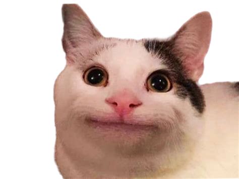 Sticker De Molotof Sur Chat Meme Drole Cat Ready