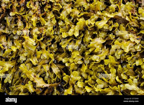 Bladderwrack Seaweed Stock Photo Alamy