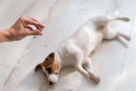 Scheidenentz Ndung Beim Hund Symptome Ursachen Was Tun