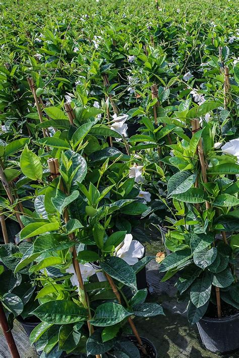 Amazon Com Plantvine Mandevilla Sun Parasol Giant White Dipladenia