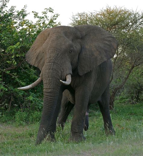 African Bush Elephant Disney Animals Wiki Fandom Powered By Wikia