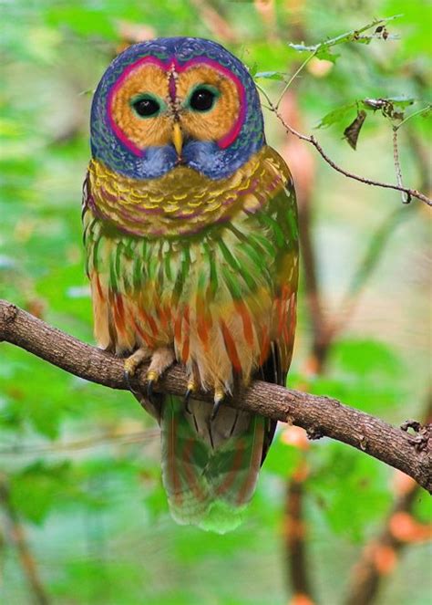 The Rainbow Owl Of China The Nostalgia League