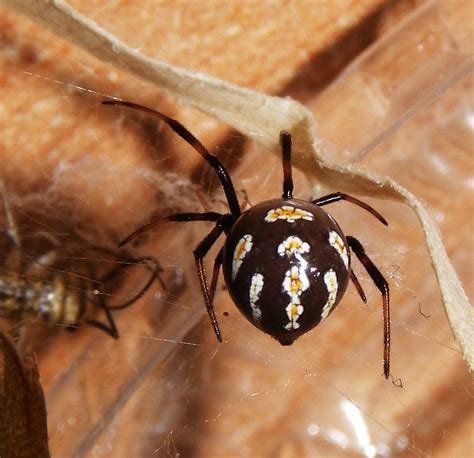 Latrodectus Tredecimguttatus Oscar Mendez Flickr