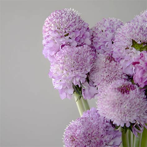 Bulk Soft Lavender Purple Scabiosa Flowers Fiftyflowers