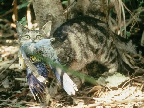 Feral Cats Feast On Australian Reptiles Predator Free Nz Trust