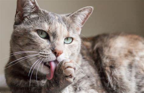9 Things You Didn’t Know About Your Cat’s Grooming Habits