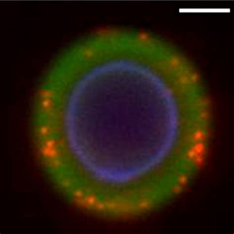 Check spelling or type a new query. Confocal section of budding C. neoformans cells. Cell wall ...