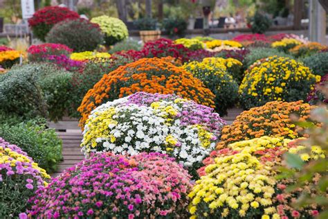 Chrysanthemums How To Plant Grow And Care For Fall Mums