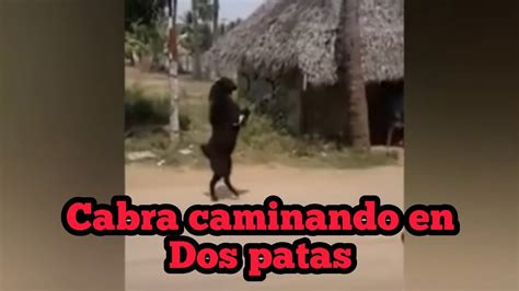 V Deo Aterrador De La Cabra Negra Caminando En Dos Patas Youtube