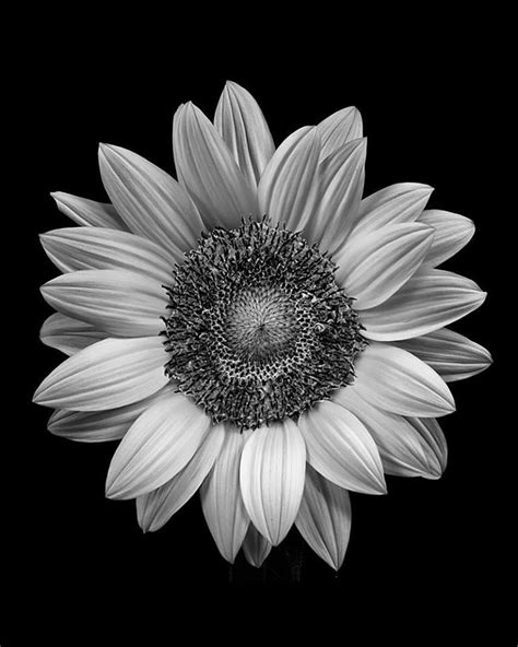 Beautiful black and white sunflower isolated on white background. Sunflower. | White sunflowers, Sunflower black and white ...