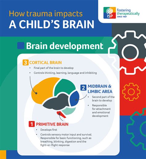 How Trauma Affects Child Brain Development Isp Fostering