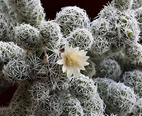 Kaktus Mammillaria Gracilis Prodej Netřesků Rozchodníků Skalniček