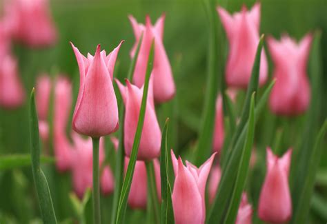 Pink Tulips Background