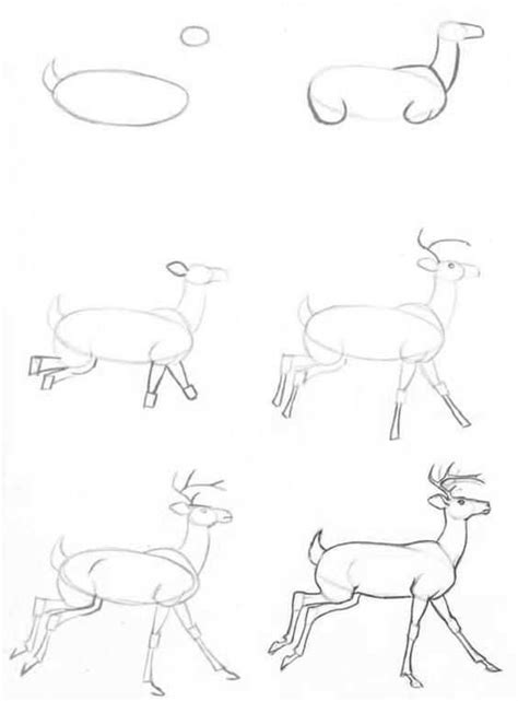 Научиться рисовать животных Как нарисовать животных поэтапно