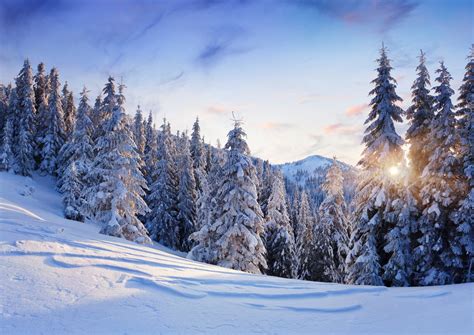 Nature Winter Snow Mountain Tree Christmas Tree Spruce Sky Sun Landscape Hd Wallpaper