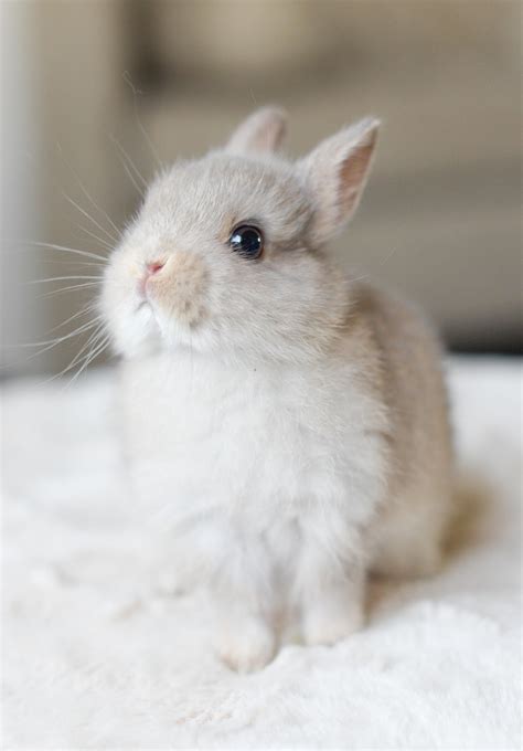 Hop Into Spring With These Adorable Cute Animals Bunny Photos And Videos