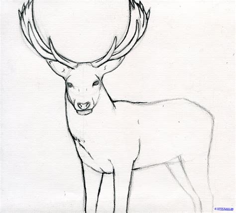 Easy Draw Deer Coloring Page Sketch Coloring Page