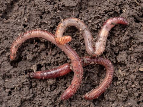 3 Reasons You Need Earthworms In Your Garden And How To Attract Them
