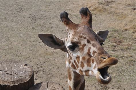 Funny Pictures Of Baby Giraffes Becci Bilson