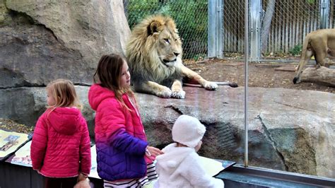 Denver Zoo Free Days Start In January