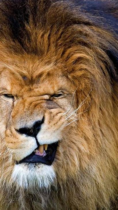 Lion Face Funny Wallpapers Mobile